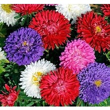 Nacario Aster Kasımpatı (Krizantem) Karışık Renkli - 20 Tohum