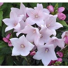 Nacario Balon Çiçeği (Katmerli) Pembe Renkli - 5 Tohum