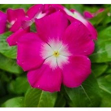Nacario Rozet Çiçeği (Çok Çiçekli Çok Dallanan) Magenta Beyaz Nokta Renkli - 15 Tohum