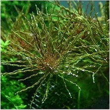Nacario Ludwigia Inclinata Tornado Saksı Bitki