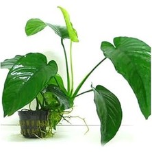 Nacario Anubias Barteri 5-6 Yapraklı Kök Bitki