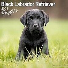 Nacario Black Labrador Puppies Calendar 2024 Square Dog Puppy Breed Wall Calendar - 16 Month