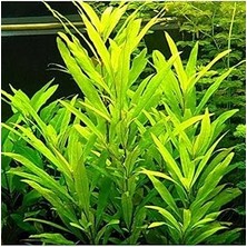 Nacario Nomaphila Siamensis Saksı Bitki TR-B098