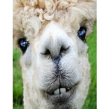 Nacario Alpaca Journal Composition Notebook: 8.5 x 11 150 Page Blank College Lined Book | Funny Animal Note