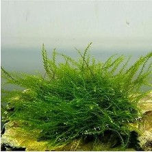 Nacario Bubble Moss Cup Bitki