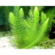Nacario Myriophyllum Spicatum Tilki Kuyruğu Bitki