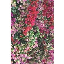 Nacario Bougainvillea Journal