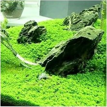 Nacario Hemianthus Callitrichoides Cuba In Vitro 200CC Bitki