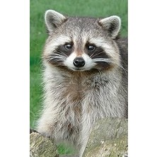 Nacario Cute Racoon Journal: 120 Page, 5x8, Lined Journal Notebook Cute Animals