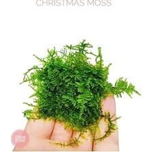 Nacario Christmas Moss Cup Bitki 413161