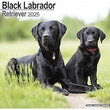 Nacario Black Labrador Retriever – Siyah Labrador 2025 – 16 Aylık Takvim: Avonside Takvimi [çok Di