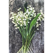 Nacario Lilies Of The Valley - Lined Notebook With Margins: 101 Pages, Medium Ruled, 6 x 9 Journal, Co