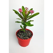Nacario Pembe Dikenler Tacı Büyük Boy Euphorbia Mili Nadir Bulunan Spiral Dikenli 12 cm Kırmızı Saksıda