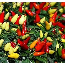 Nacario Bi̇ber Bi̇beri̇ye (Sari Koni̇k) (Çoklu Tohum) - 3 Gram