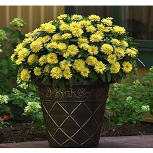 Nacario Kirli Hanım (Zinnia Iri Çiçek) Sarı Renkli - 5 Tohum