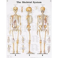 Nacario Anatomical Chart The Skeletal System