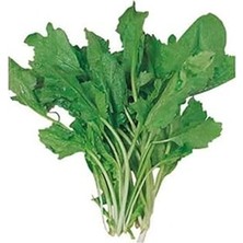 Nacario Tere Ince (Çoklu Tohum) - 10 Gram