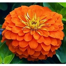 Nacario Zinnia (Kirli Hanım) Büyük Geniş Çiçekli - Turuncu (5 Tohum)