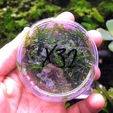 Nacario Weeping Moss Kutu Bitki