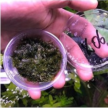 Nacario Fissidens Sp. Fox Moss Kutu Bitki