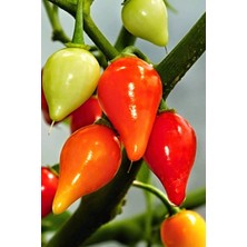 Herşey Trend Misket Biberiye Biber Tohumu 5 gr