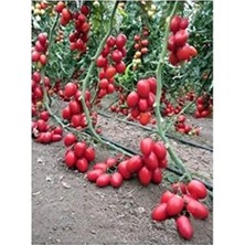 Aesco Cherry Domates Tohumu, Ortalama 25+ Tohum Içerir
