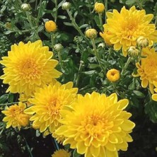 İdea Pazar Özel Seri Cayman Yellow Katlı Kasımpatı Krizantem Çiçeği Fidesi (1 Adet)