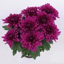 İdea Pazar Özel Seri Vido Purple Katlı Kasımpatı Çiçeği Fidesi (1 Adet)