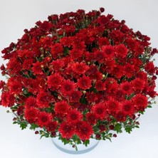 İdea Pazar Özel Seri Branroyal Scarlet Kasımpatı Çiçeği Fidesi (1 Adet)