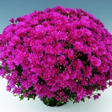İdea Pazar Özel Seri Branroyal Pink Pembe Kasımpatı Çiçeği Fidesi (1 Adet)