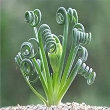 Aesco Sukulent Tohumu, Albuca Spiralis Çeşidi, Farklı Bitki Yetiştirme Deneyimi