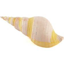 Qua Home Pembe Deniz Kabuğu 21X7 cm