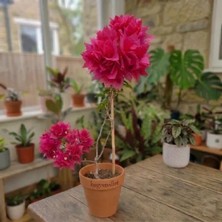Begonvilist Katmerli Pembe Begonvil Fidanı Sarmaşık 50-70 cm