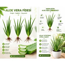 3 Adet Aloe Vera Fidesi (Aloe Barbadensis Miller) Sarı Sabır Canlı Köklü Aloe Vera Bitkisi