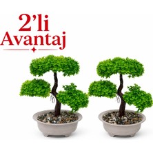 B&Nine 2'li Dekoratif Bonsai Yapay Ağaç Seti – Ev & Ofis Masa & Raf Dekoru