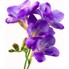 Gardenya 2 Adet Mor Frezya Çiçeği Soğanı Katmerli Mis Kokulu