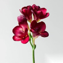 Gardenya 100 Adet Bordo Frezya Çiçeği Soğanı Katmerli Mis Kokulu