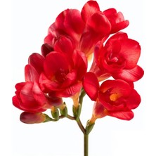 Gardenya 50 Adet Kırmızı Frezya Çiçeği Soğanı Katmerli Mis Kokulu