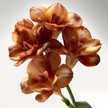 Gardenya 10 Adet Kahverengi Frezya Çiçeği Soğanı Katmerli Mis Kokulu