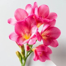 CSY 10 Adet Pembe Frezya Çiçeği Soğanı Katmerli Mis Kokulu
