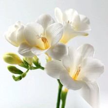 Gardenya 40 Adet Beyaz Frezya Çiçeği Soğanı Katmerli Mis Kokulu