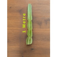 San Pedro Kaktüsü (Echinopsis Pachanoi) 100 cm Canlı Kaktüs