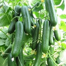 Belirtilmemiş Doğal Salatalık Tohumu