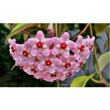 Empressco Mum Çiçeği Fidesi Köklenmiş Hoya Pembe (Saksılı 10--15CM)