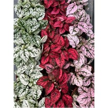 Empressco Karışık Renk 3 Farklı Renk Hostes Çiçeği Saksılı (Hypoestes)