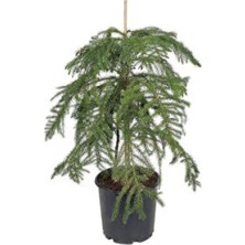 Empressco Araucaria – Salon Çamı – 21 cm Saksı