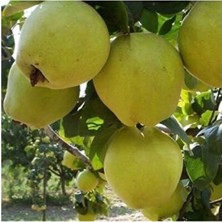 Empressco 7 Yaş Aşılı Limon Ayva Fidanı , Saksıda