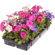 Empressco Karışık Renk 10 Adet Petunya Çiçeği Fidanı 10-15CM Saksılı/tüplü