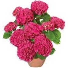 Empressco Eflatun Ortanca Fidanı 10-20 cm 3 Adet Saksıda
