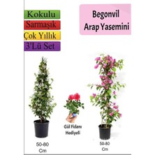Empressco Arap Yasemini+ Pembe Begonvil+ Gül Fidanı Hediyeli